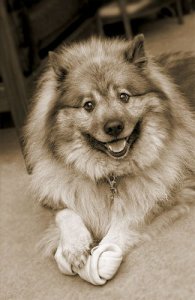 Keeshond @.jpg