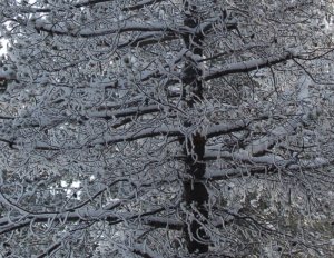 tree.jpg