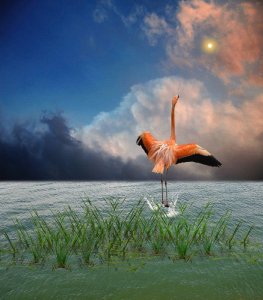 follow escape vista.jpg