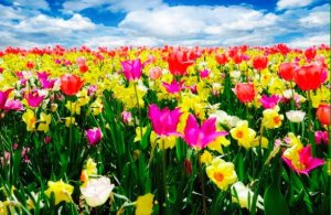 flowers multi 202.jpg