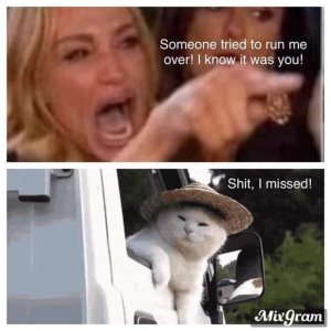 catandladymeme.jpg