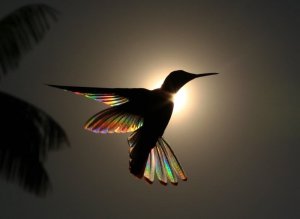 bird.jpg