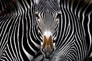 2019_zebra.jpg