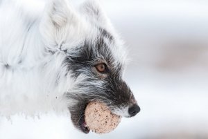 Sergey-Gorshkov-Wrangel-island-08597.jpg