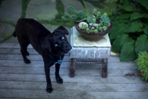 black dog.jpg