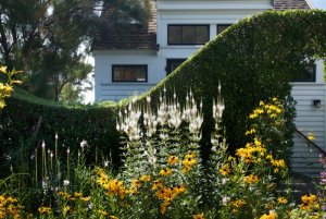 white yellow garden.jpg
