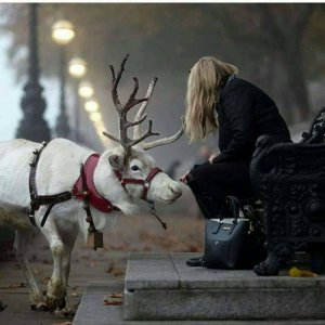 black and white reindeer.jpg