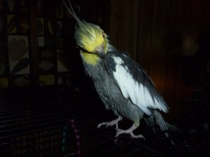 bird 1.JPG bird 1.JPG