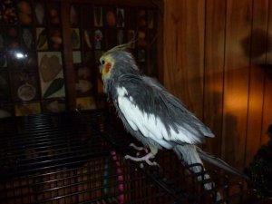bird2 (1024x768).jpg bird2 (1024x768).jpg