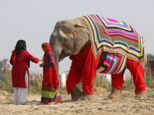 elephant-jumpers-4.jpg