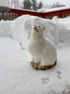 white cat.jpg