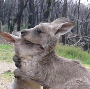 hugging kangaroos grey.jpg