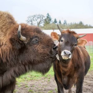 bison-calf-friendship-lighthouse-farm-sanctuary-11.jpg