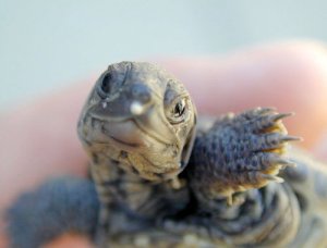 Terrapin @.jpg