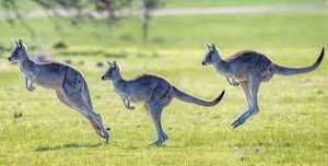 kangaroos.jpg