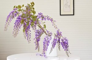 wisteria-mimi-giboin-065-cropped-1466x962.jpg