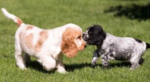 english-cocker-spaniel-colors-long.jpg