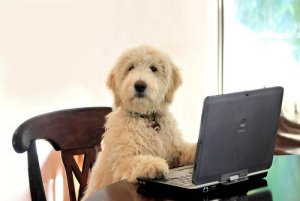 Computer Dog @.jpg