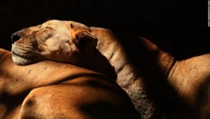 lions el salvador.jpg