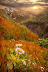 f7dba7717faad18de2d59154b7012a07--wildflowers-cas.jpg