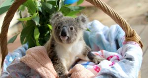 grey koala 3.jpg
