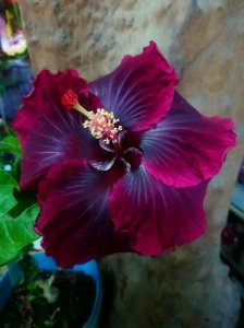 purple hibiscus.jpg