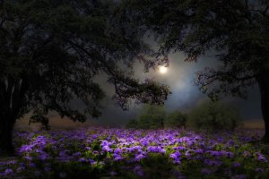 tumblr_n6dasl548P1tp9z0lo1_500.jpg