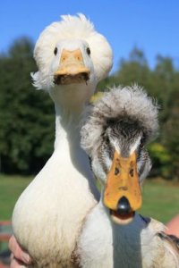 Quackers.jpg