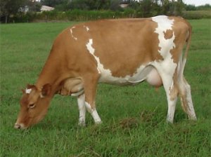 Guernsey from American Livestock Breeds Conservancy.jpg