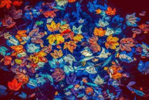 fall-leaves-3744649_960_720.jpg