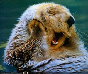 Yawning otter.jpg