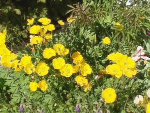 poppies yellow.jpg
