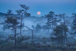 the-blue-border-kilian-schonberger-1.jpg