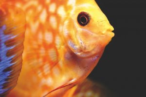 discus-fish-4707453_960_720.jpg