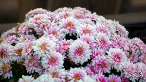 asters-4433632_960_720.jpg