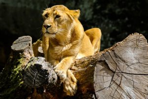 animal-4328198_960_720.jpg