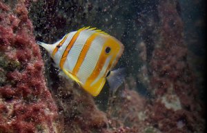 aquarium-4749686_960_720.jpg