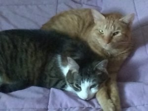 IMG_20180802_095653735_LL.jpg