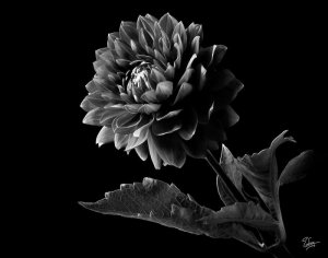 black-dahlia-in-black-and-white-endre-balogh.jpg