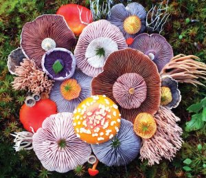 nature-medleys-mushrooms-jill-bliss-1.jpg