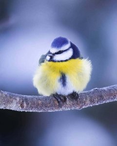 forest-animals-photography-ossi-saarinen-30.jpg