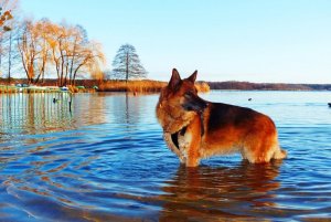 german-shepherd-4744147_960_720.jpg