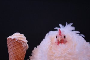 chicken-4761013_960_720.jpg
