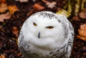 owl-4650011_960_720.jpg