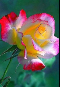 sunset rose.jpg