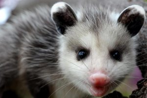 Opossum.jpg