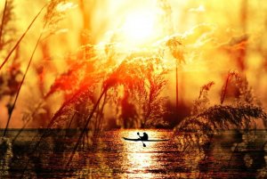 sunset-4135600_960_720.jpg