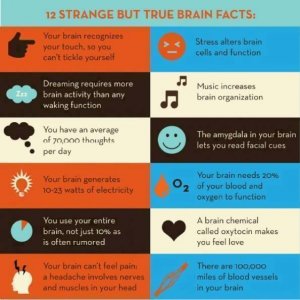 12-strange-but-true-brain-facts.jpg