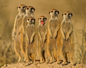 meercats.jpg