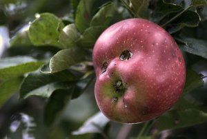 Faces Apple.jpg